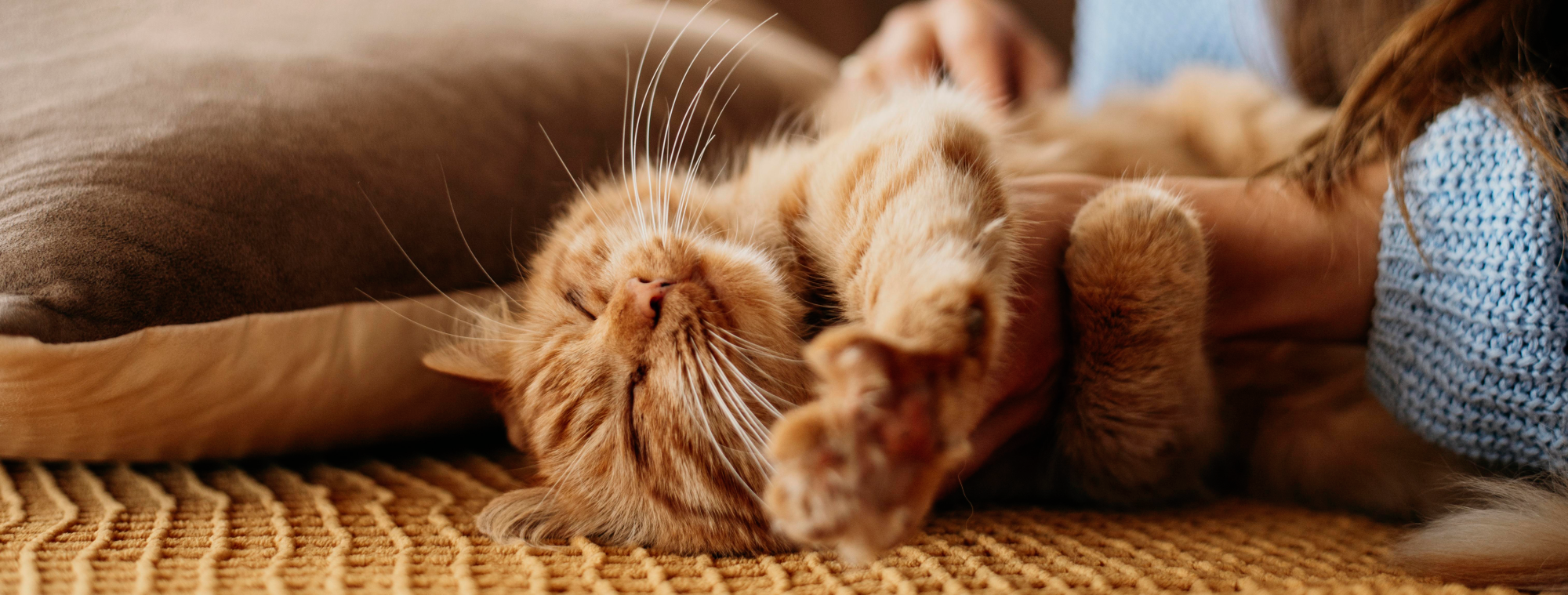 owner-petting-adorable-cat